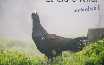 Focus sur…Le Grand Tétras