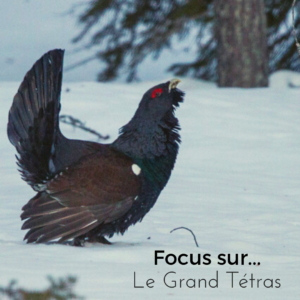 Le nouvel article du bird blog d'une histoire de plumes vous présente le grand tétras