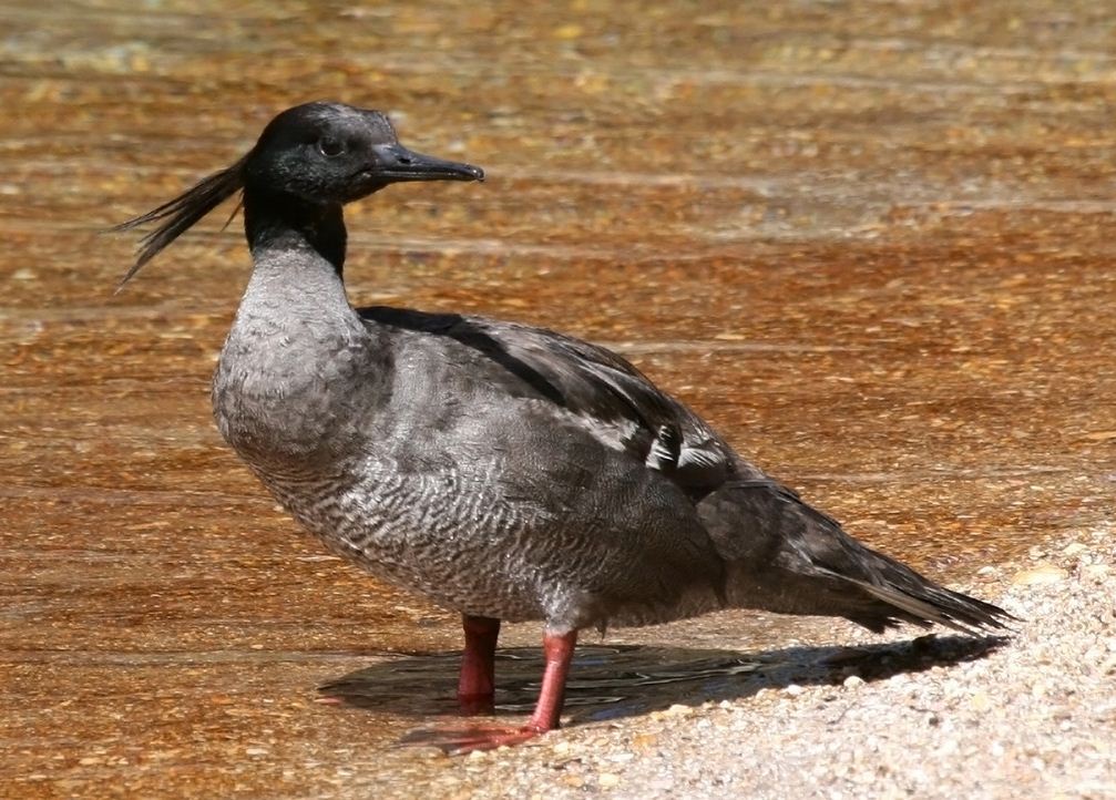 Le harle huppard, un oiseau menacé sujet du dernier article du bird-blog d'une histoire de plumes