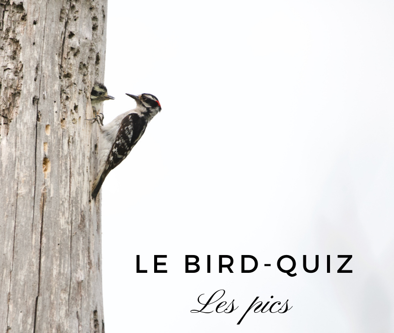 Le Bird-Quiz #10 : les Pics