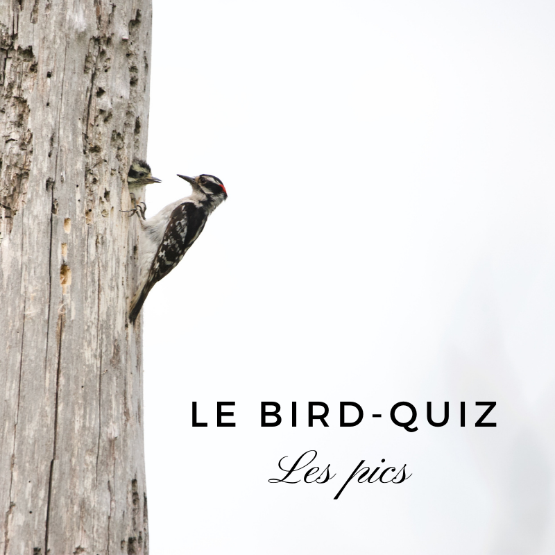 Bird quiz - les pics - le dernier article du bird-blog d'Une histoire de plumes