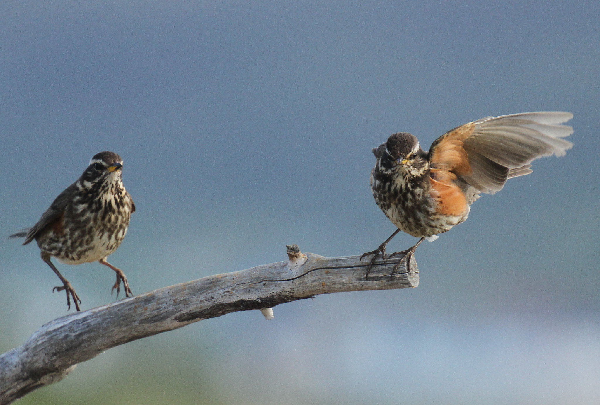 La Grive mauvis, un turdidé que l'on peut observer en hiver, sujet du nouvel article du bird-blog d'une histoire de plumes