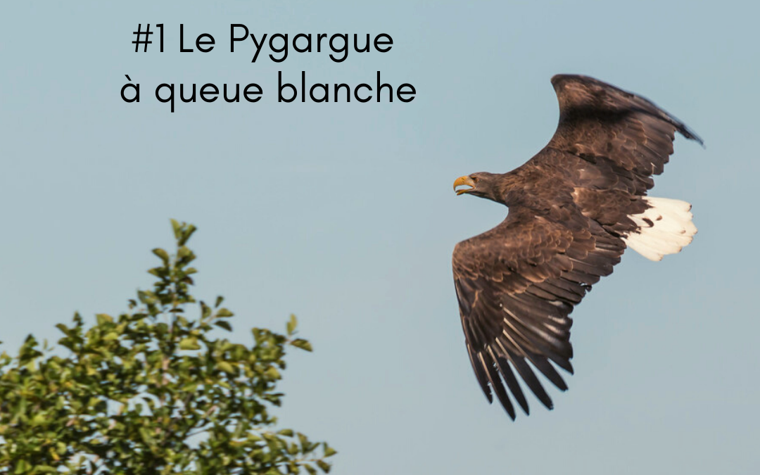 La série de l’hiver : Le Pygargue à queue blanche