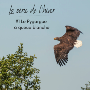 Le pygargue à queue blanche, un rapace que l'on peut observer en hiver, sujet du nouvel article du bird-blog d'une histoire de plumes