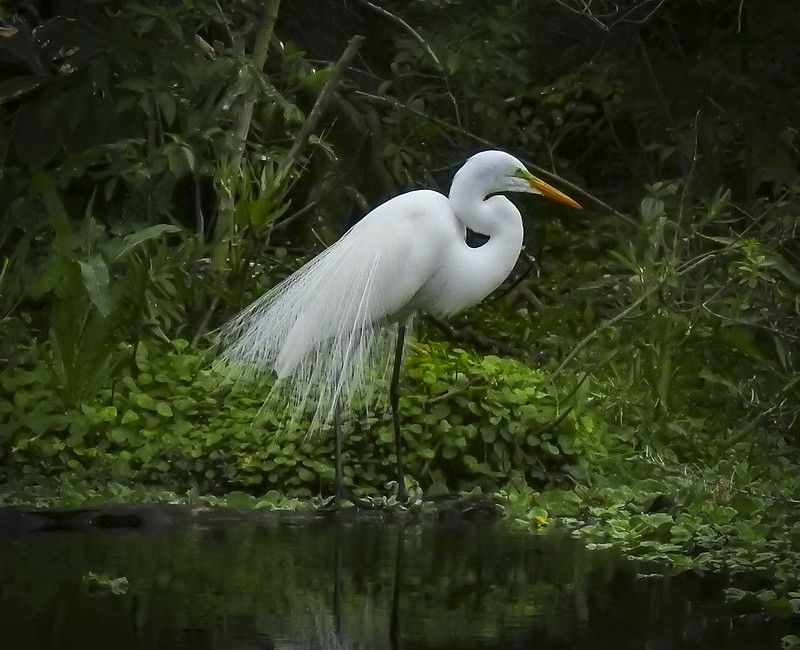 La Grande Aigrette, un ardéidé que l'on peut observer en hiver, sujet du nouvel article du bird-blog d'une histoire de plumes