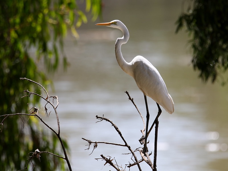 La Grande Aigrette, un ardéidé que l'on peut observer en hiver, sujet du nouvel article du bird-blog d'une histoire de plumes