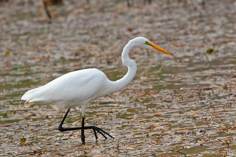 La Grande Aigrette, un ardéidé que l'on peut observer en hiver, sujet du nouvel article du bird-blog d'une histoire de plumes