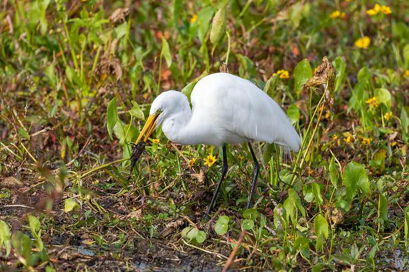 La Grande Aigrette, un ardéidé que l'on peut observer en hiver, sujet du nouvel article du bird-blog d'une histoire de plumes