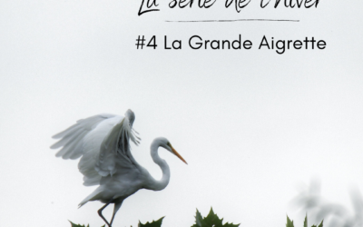 La série de l’hiver : la Grande Aigrette