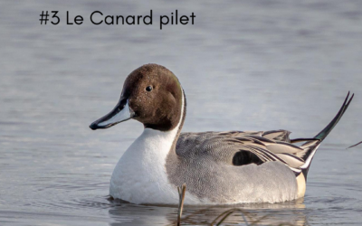 La série de l’hiver : le Canard pilet