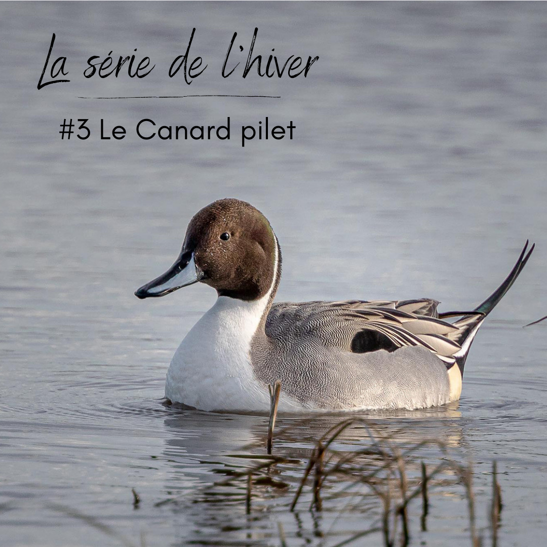 Le canard pilet, un anatidé que l'on peut observer en hiver, sujet du nouvel article du bird-blog d'une histoire de plumes