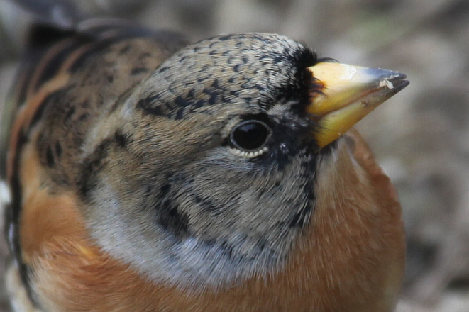 Le Pinson du Nord, un passereau que l'on peut observer en hiver, sujet du nouvel article du bird-blog d'une histoire de plumes