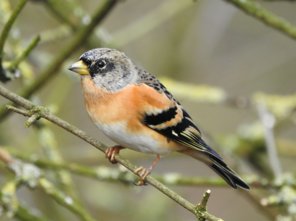 Le Pinson du Nord, un passereau que l'on peut observer en hiver, sujet du nouvel article du bird-blog d'une histoire de plumes