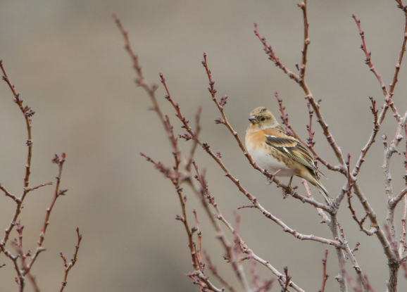 Le Pinson du Nord, un passereau que l'on peut observer en hiver, sujet du nouvel article du bird-blog d'une histoire de plumes