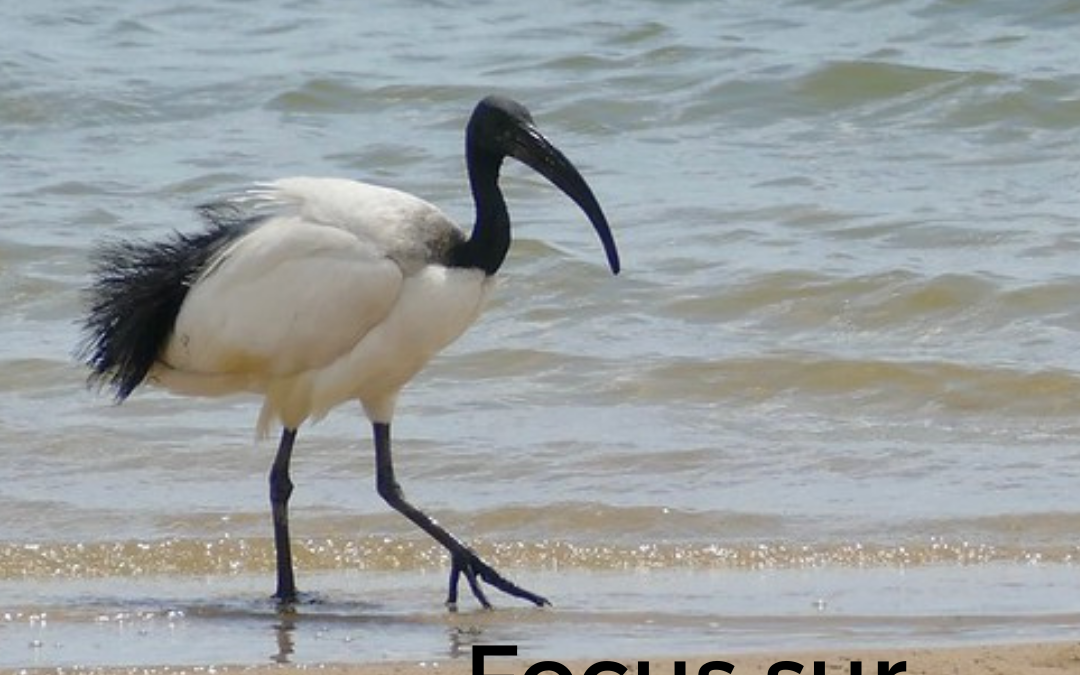 Focus sur…l’Ibis sacré