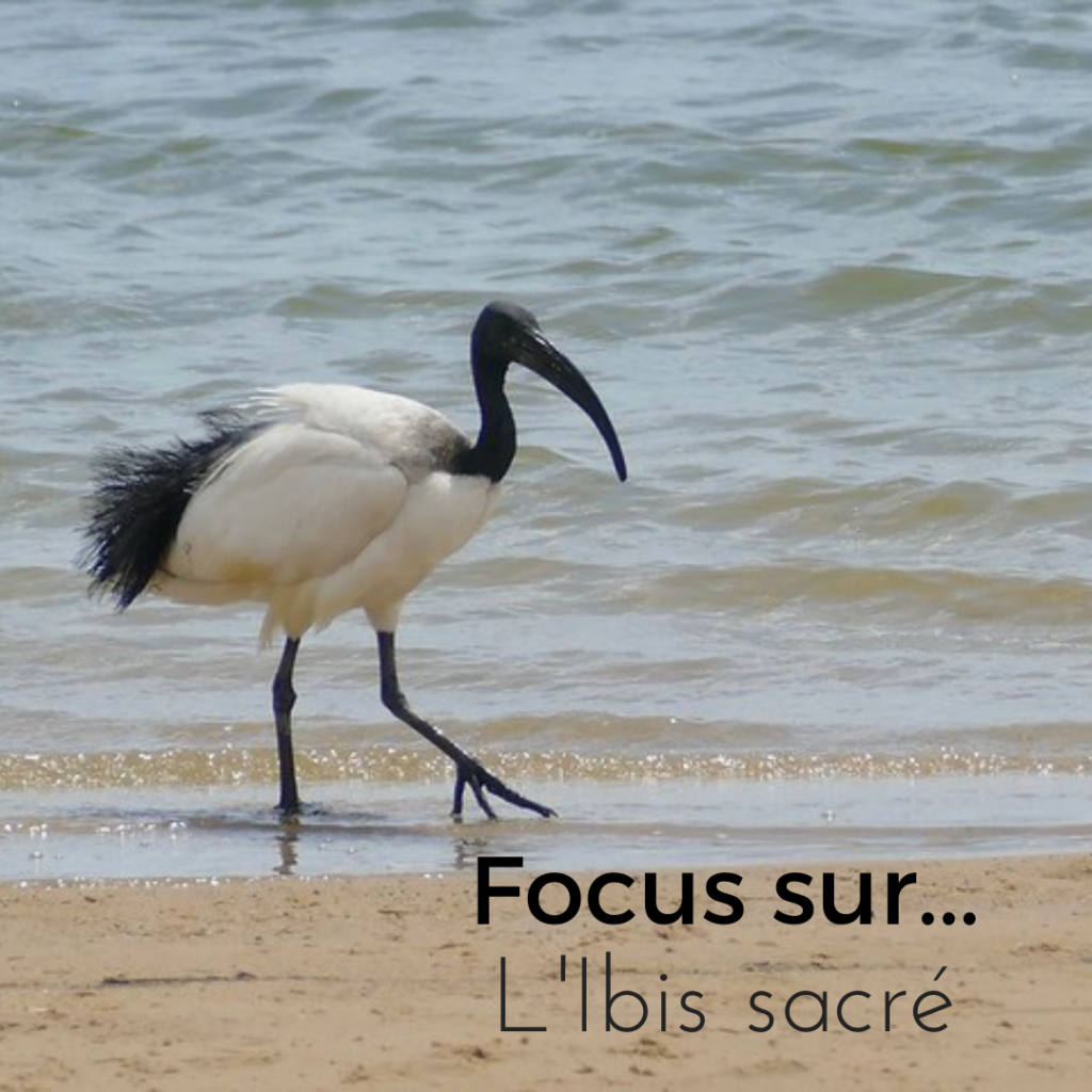 Focus sur...L'Ibis sacré, nouvel article du Bird-Blog d'Une histoire de plumes