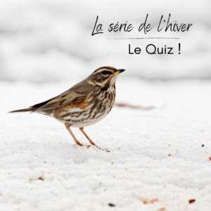 la série de l'hiver, Le Quiz ! Un nouvel article du bord-blog d'une histoire de plumes