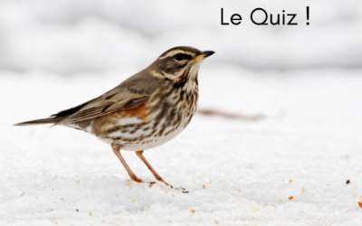 “La série de l’hiver” – Le Quiz
