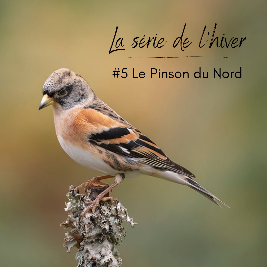 Le Pinson du Nord, un passereau que l'on peut observer en hiver, sujet du nouvel article du bird-blog d'une histoire de plumes