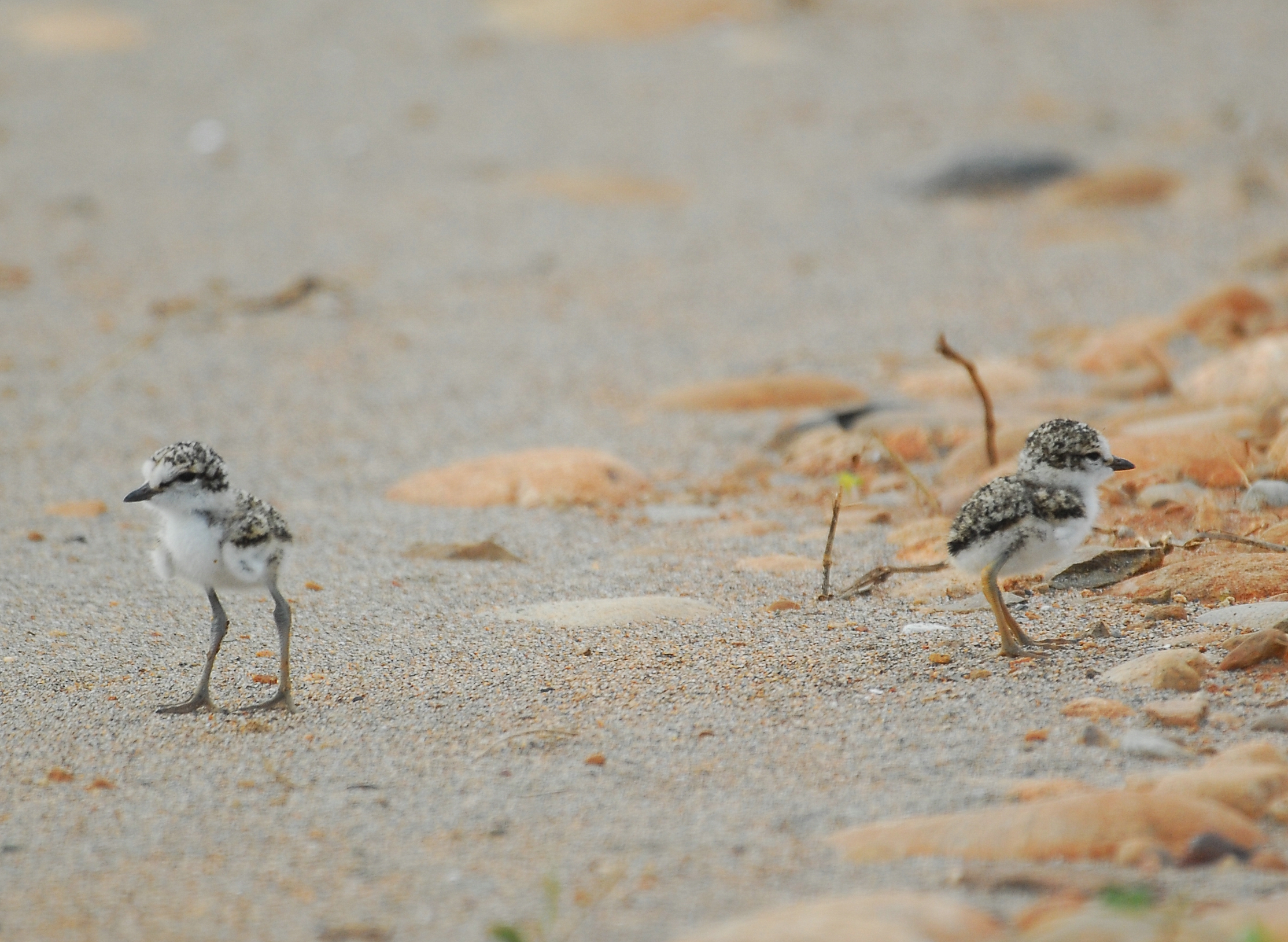 Les poussins de Gravelot à collier interrompu, sujet du nouvel article du Bird-Blog d'Une histoire de plumes