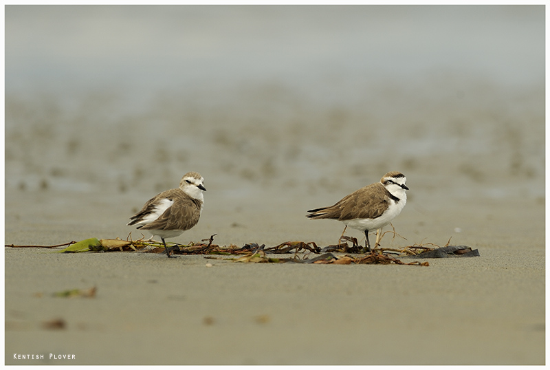 Le Gravelot à collier interrompu, sujet du nouvel article du Bird-Blog d'Une histoire de plumes