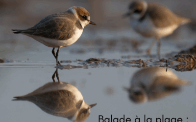 Balade à la plage : attention, danger !