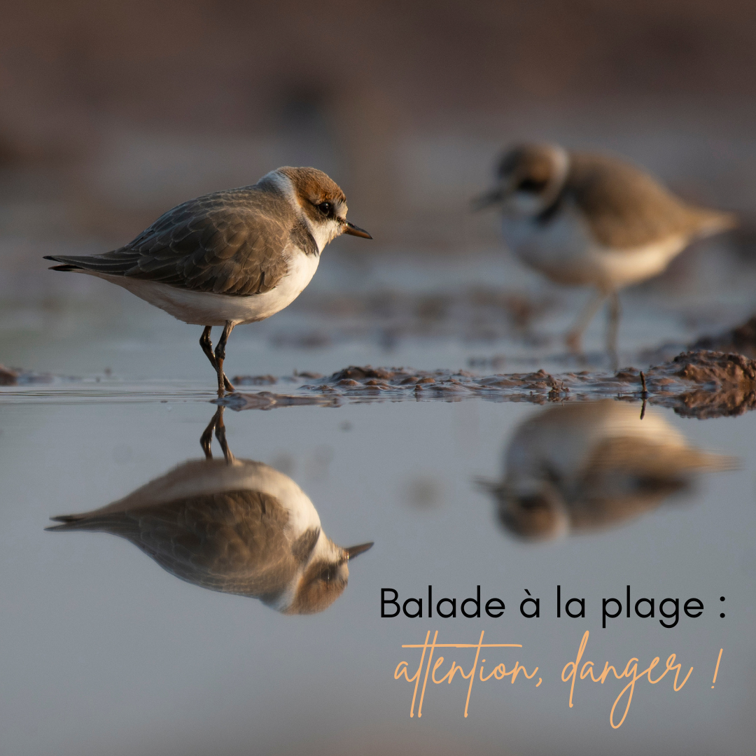 le dérangement des oiseaux nicheurs sur les plages.