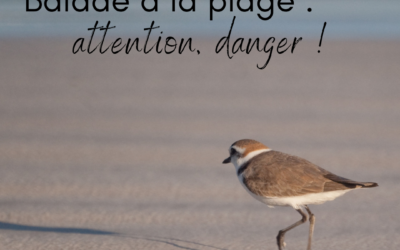 Balade à la plage : attention, danger !