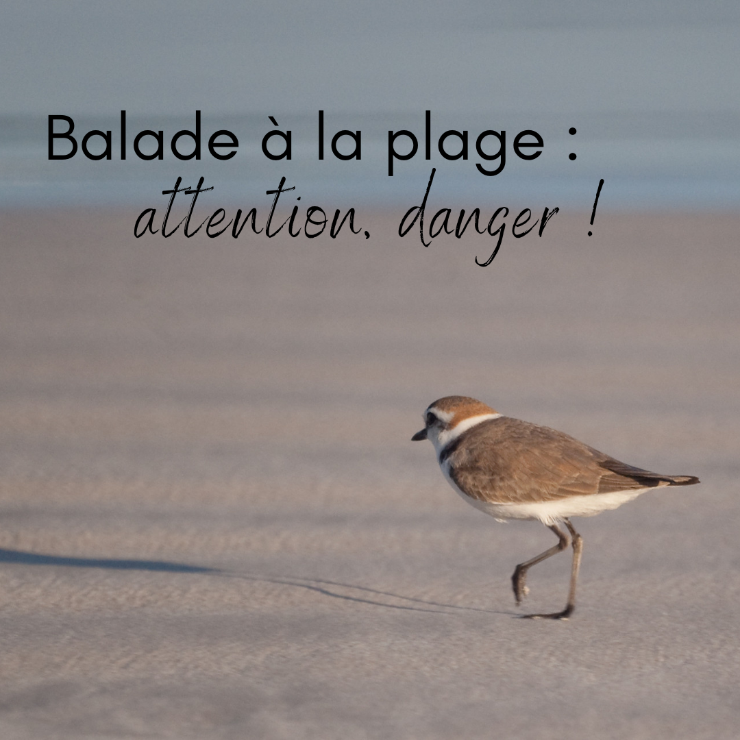 Balade à la plage: attention danger le nouvel article du Bird-Blog d'Une histoire de plumes