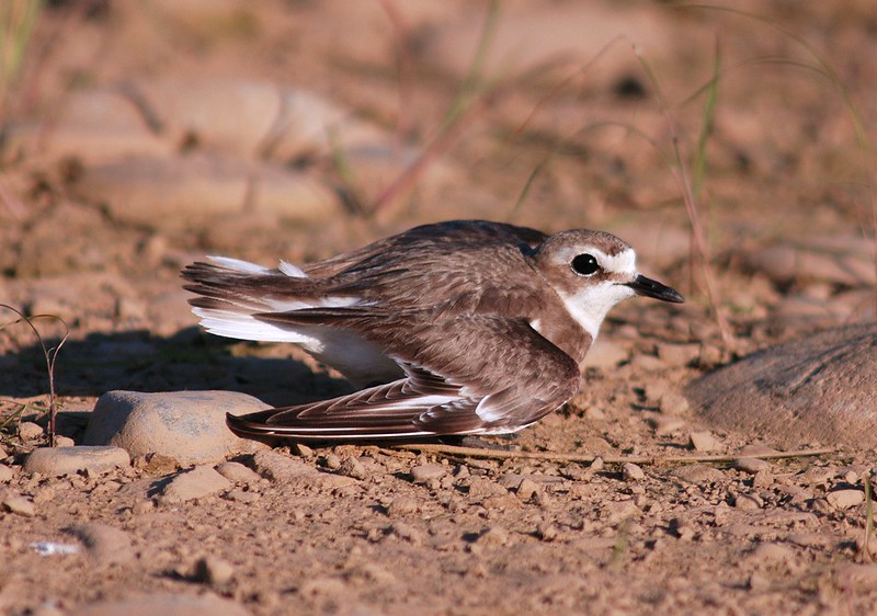 Le Gravelot à collier interrompu, sujet du nouvel article du Bird-Blog d'Une histoire de plumes