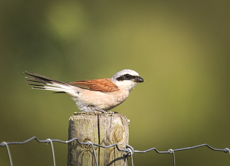 La Pie-grièche écorcheur, sujet du dernier article du bird-blog d'Une histoire de plumes