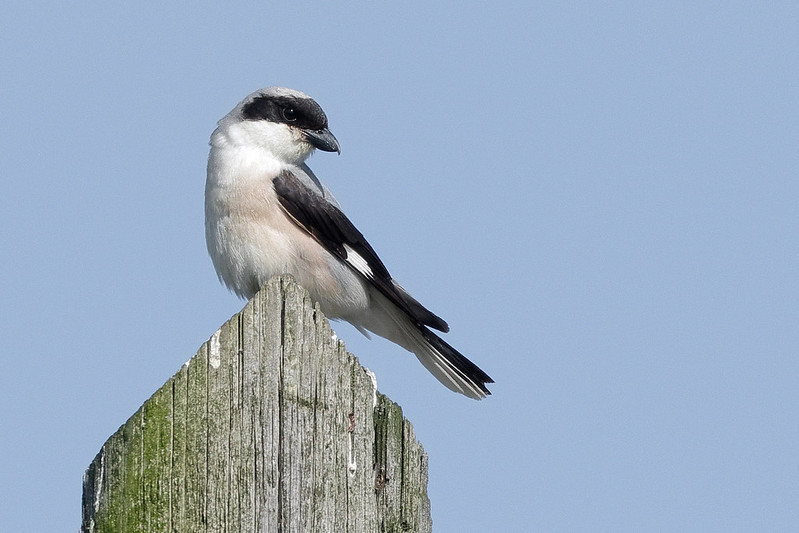 La Pie-grièche à poitrine rose, sujet du dernier article du bird-blog d'Une histoire de plumes