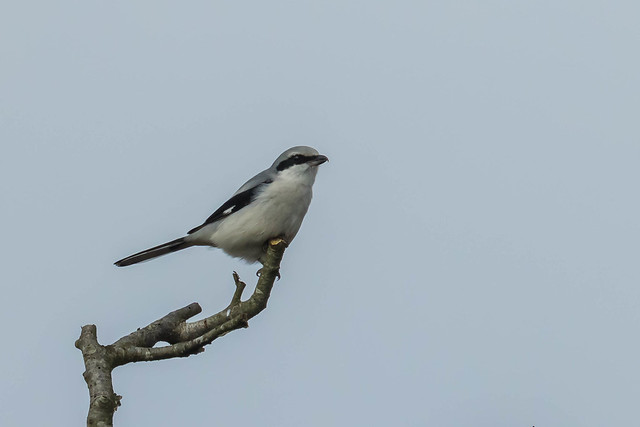 La Pie-grièche grise, sujet du dernier article du bird-blog d'Une histoire de plumes