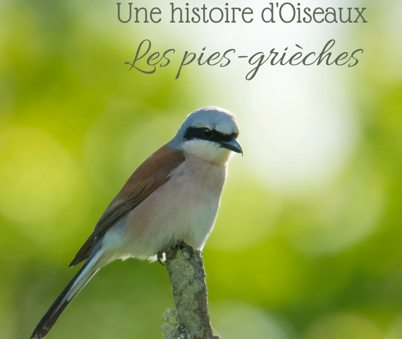 Une histoire d’Oiseaux: Les pies-grièches