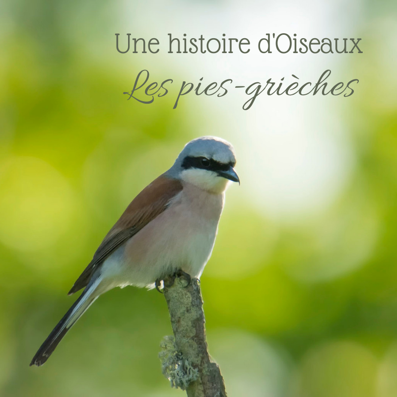 Les pies-grièches, sujet du dernier article du bird-blog d'Une histoire de plumes