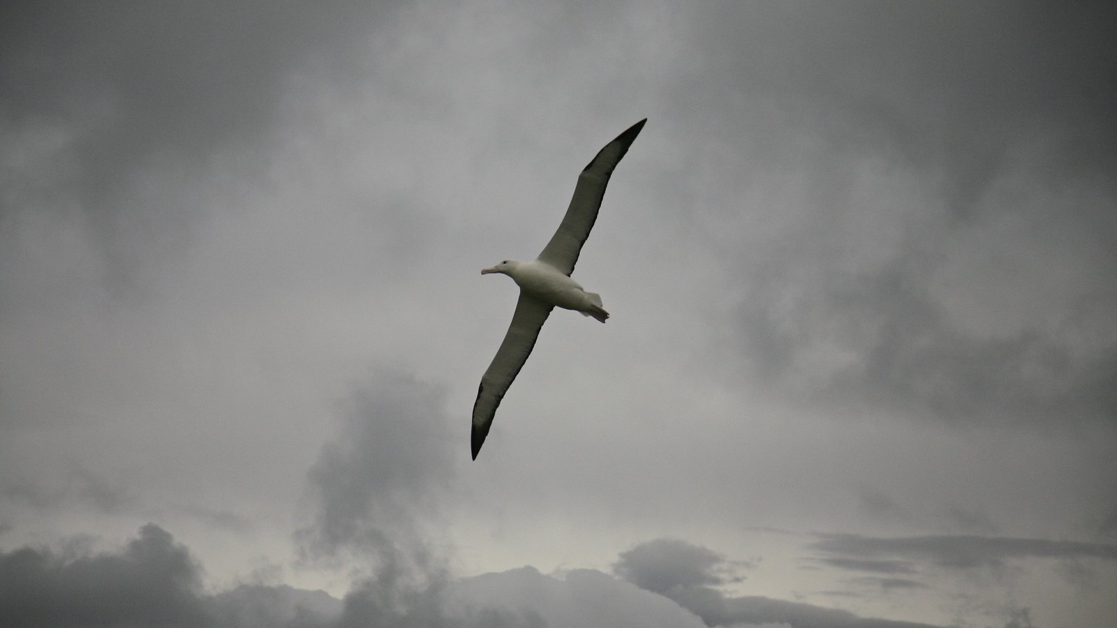 Le poussin de l'Albatros royal du sud, sujet du dernier article du bird-blog d'une histoire de plumes