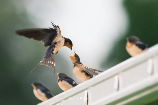 l'Hirondelle rustique, sujet du dernier article du bird-blog d'une histoire de plumes