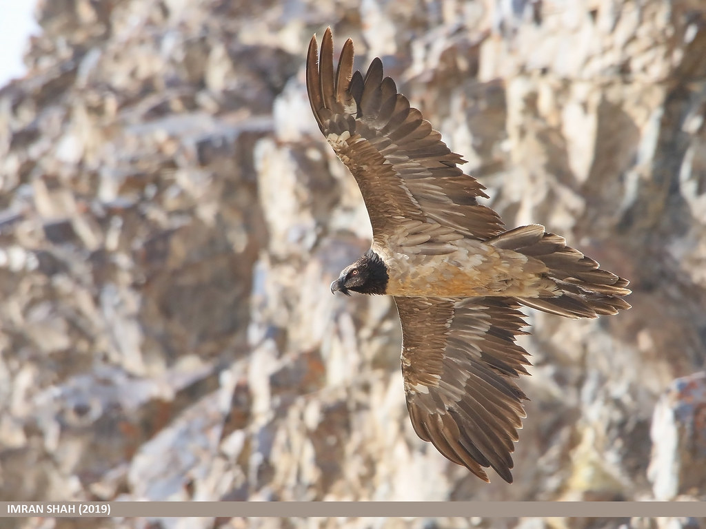 Le poussin de Gypaète barbu, sujet du dernier article du bird-blog d'une histoire de plumes