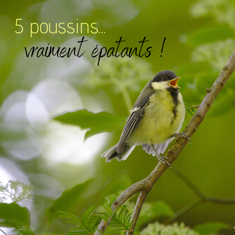 5 poussins vraiment épatants, le nouvel article du bird-blog d'une histoire de plumes