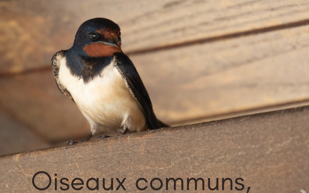 Oiseaux communs, vous avez dit « communs »?