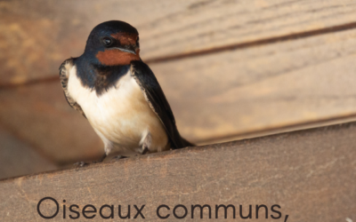 Oiseaux communs, vous avez dit « communs »?