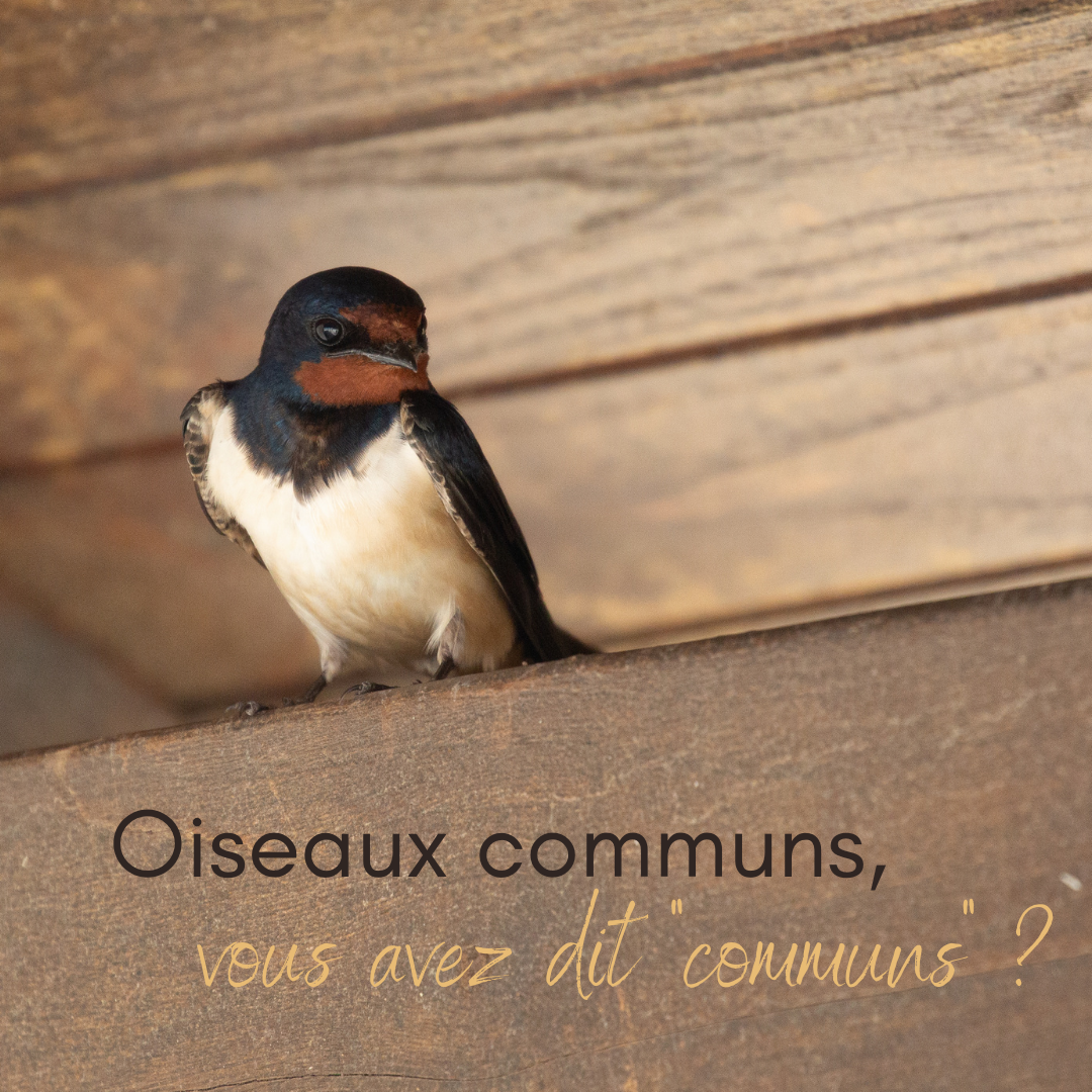 Les oiseaux communes, sujet du dernier article du bird-blog d'une histoire de plumes