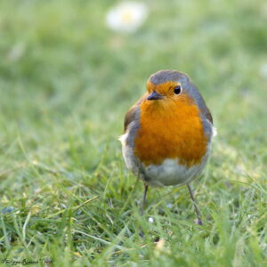 Le rouge-gorge, un oiseau à observer en automne dans le jardin, sujet du bird-blog d'une histoire de plumes