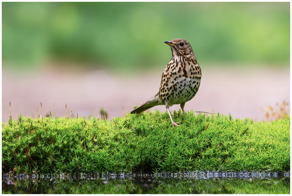 La grive musicienne, un oiseau à observer en automne dans le jardin, sujet du bird-blog d'une histoire de plumes