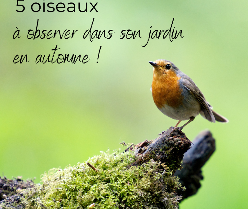 5 oiseaux à observer dans son jardin en automne