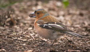 Le Pinson des arbres, un oiseau à observer en automne dans le jardin, sujet du bird-blog d'une histoire de plumes