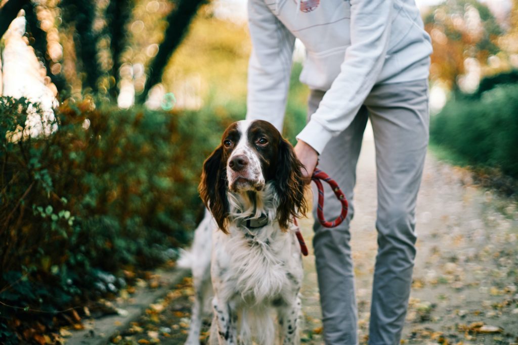 5 astuces pour limiter l'impact de son chien sur la biodiversité, le nouvel article du bird-blog d'une histoire de plumes