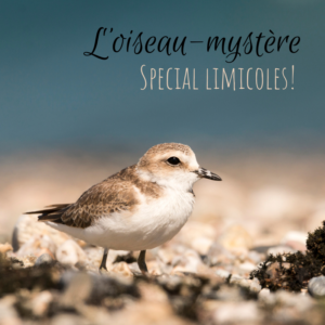 Venez deviner l'oiseau mystère dans le dernier article du Bird-Blog d'une histoire de plumes spécial limicoles!