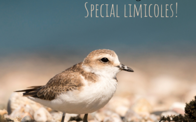 L’oiseau-mystère – Spécial limicoles