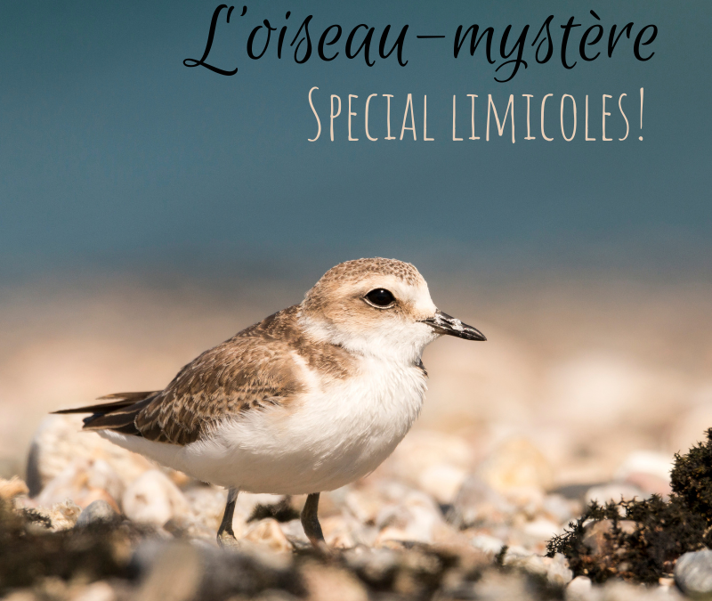L’oiseau-mystère – Episode 6 – Spécial limicoles